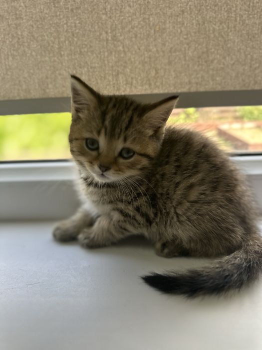 Продам породистого котенка