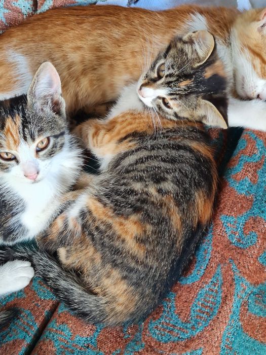 Se dau spre adopție pisoi
