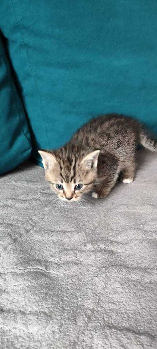 Отдам котят в хорошие руки