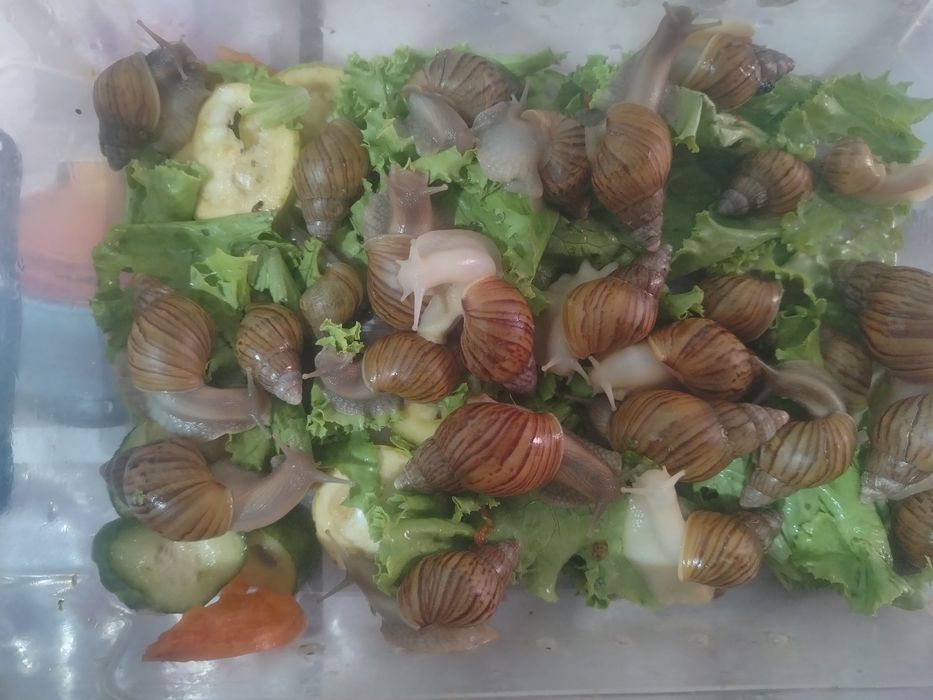 Любой Улитка ахатина 3000