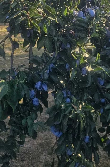 Prune negre pentru țuică
