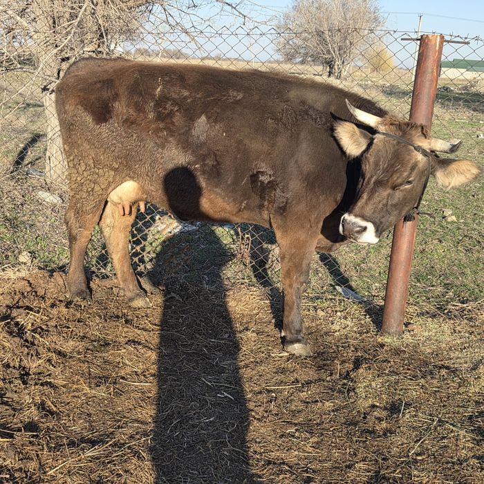 Каровы,сыиыр таинша