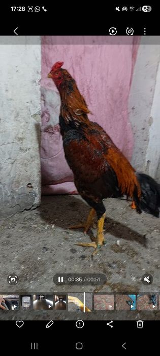 Дакан. Бойцовский петух