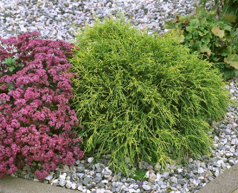 Лъжекипарис “Filifera Nana”