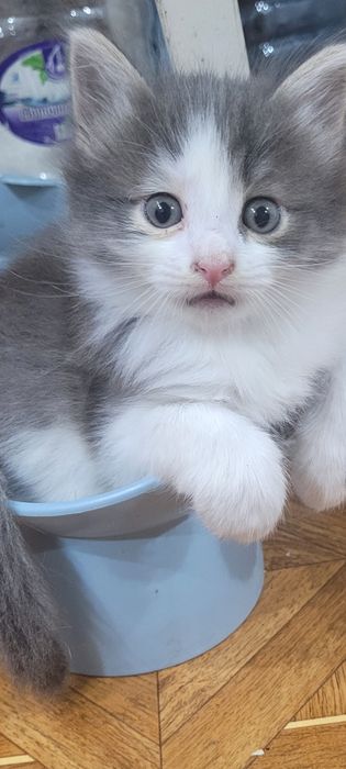 Дарю обалденного котенка