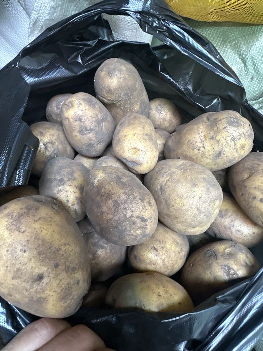 Продам картошку оптом 120-110 тенге доставка есть