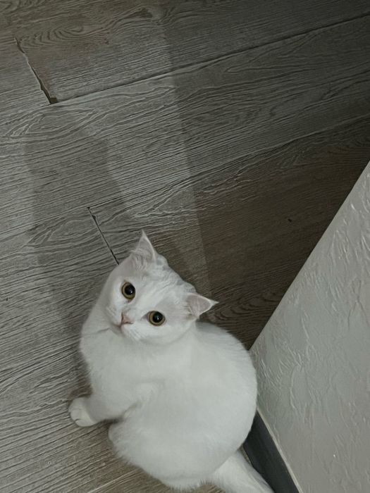 Отдам кошку в добрые руки