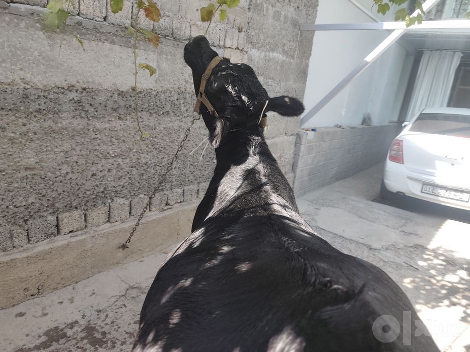 Gunajin sotiladi paroda angus