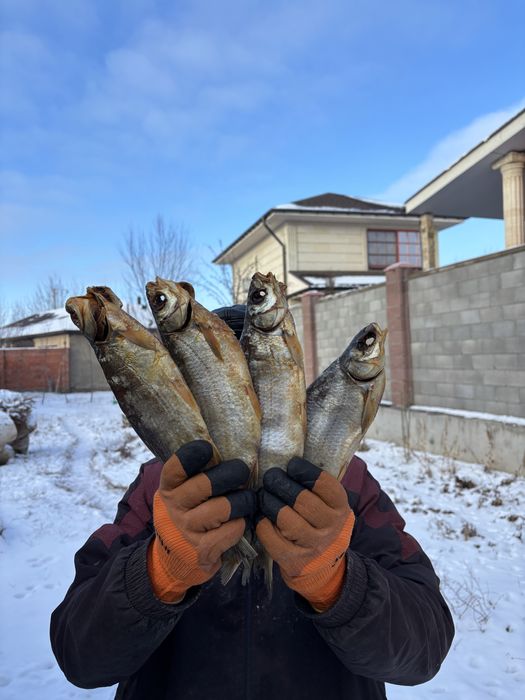 Продается отборный сушенный крупный рыбец!