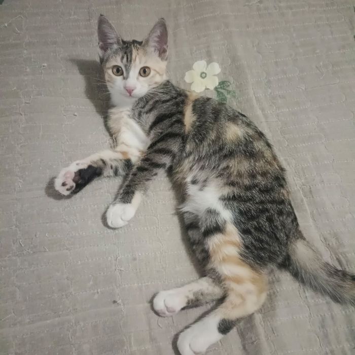 Котенок в добрые руки