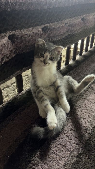 Отдам котенка- мальчика в добрые руки