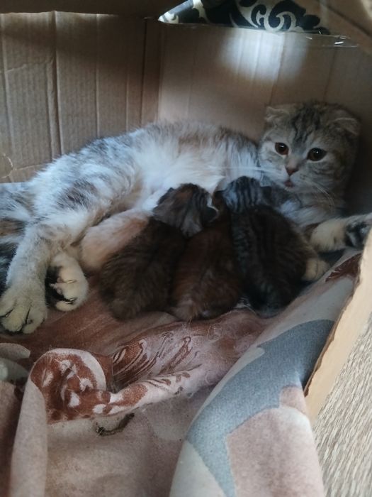 Шотландские котята