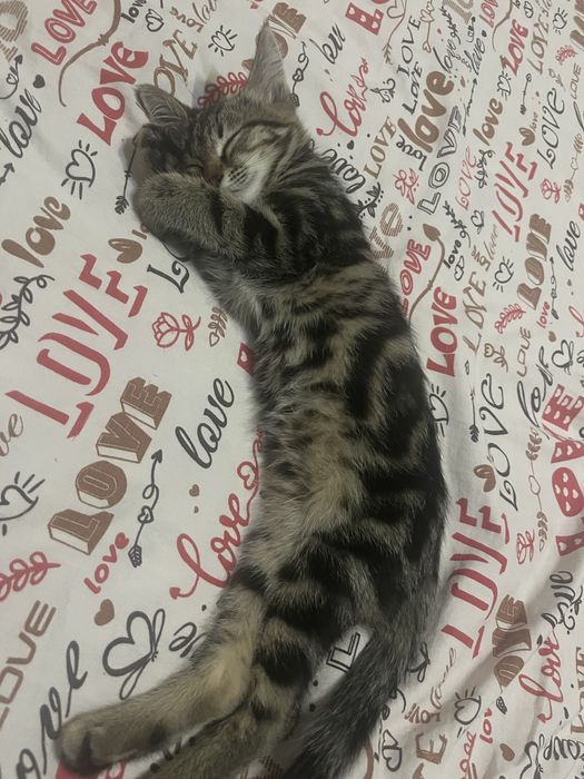 Продам котенка породестая девочка