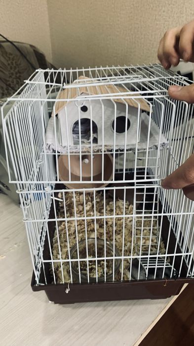 Хомяк с клеткой