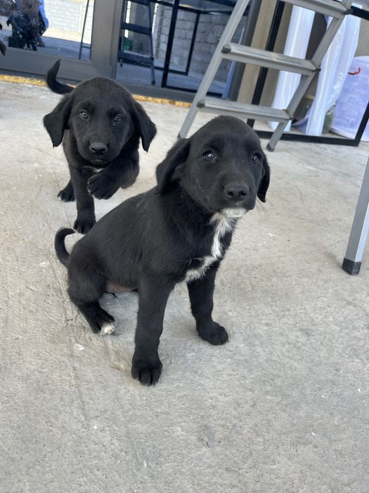 Отдам щенят в добрые руки (3 девочки, 1 мальчик)