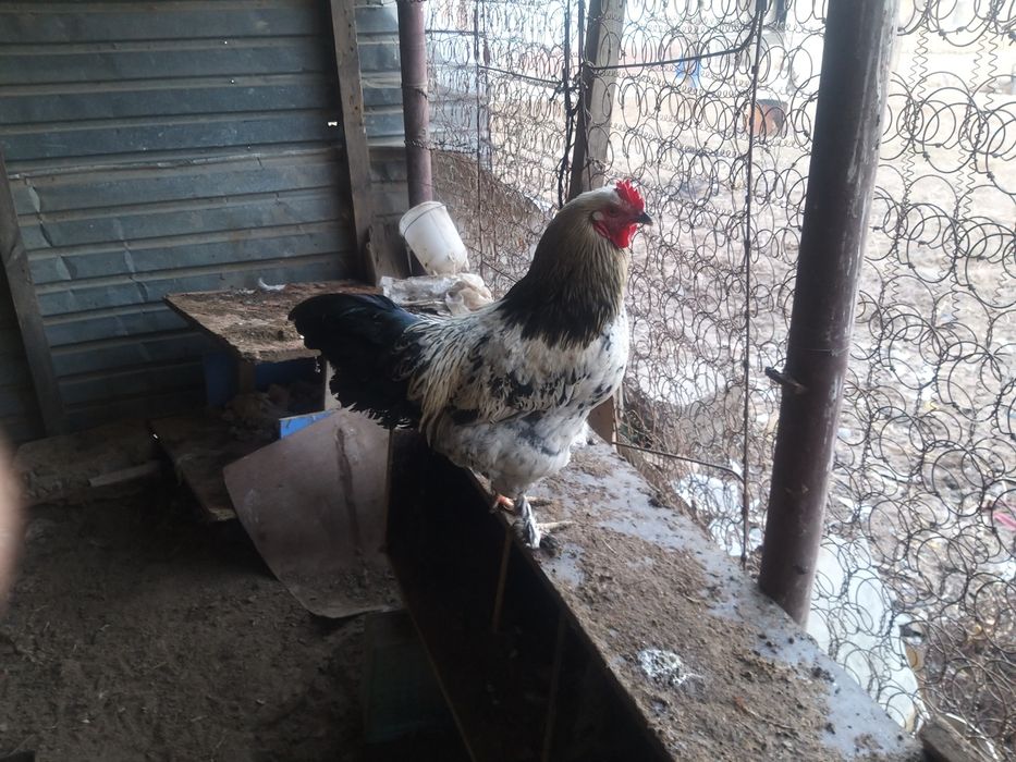 продаётся молодые петухи