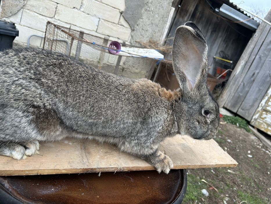 Iepuri  Urias german de vanare