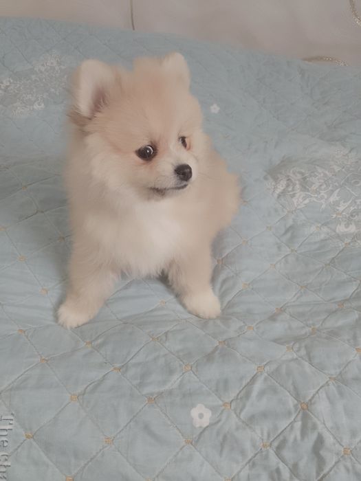 Күшік сатылады парода немецкии щпиц