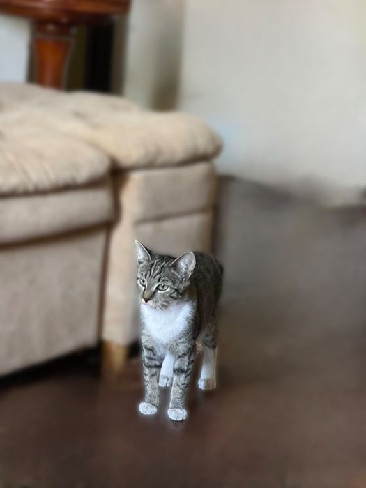 Кошечка красавица ищет себе дом