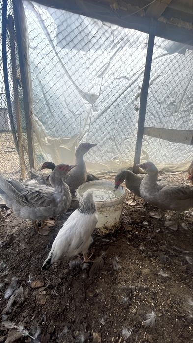 Индаутка Сатылады