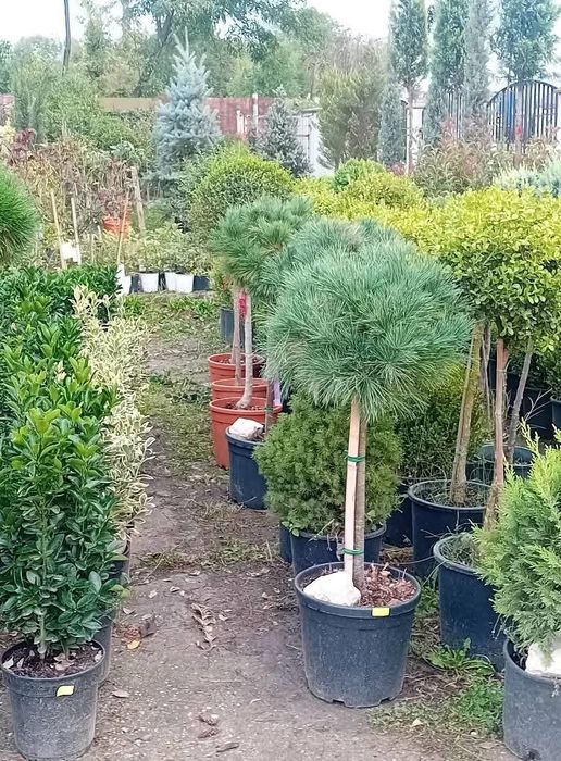 Vindem plante ornamentale preț bun transport gratuit la domiciliu
