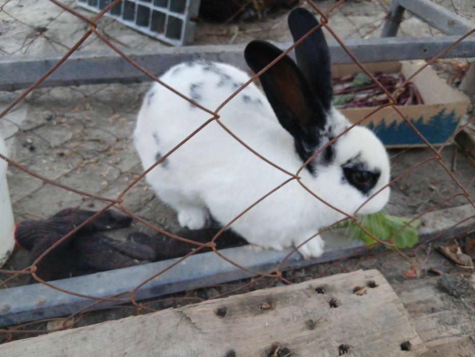 Продается кролик порода Бабочка