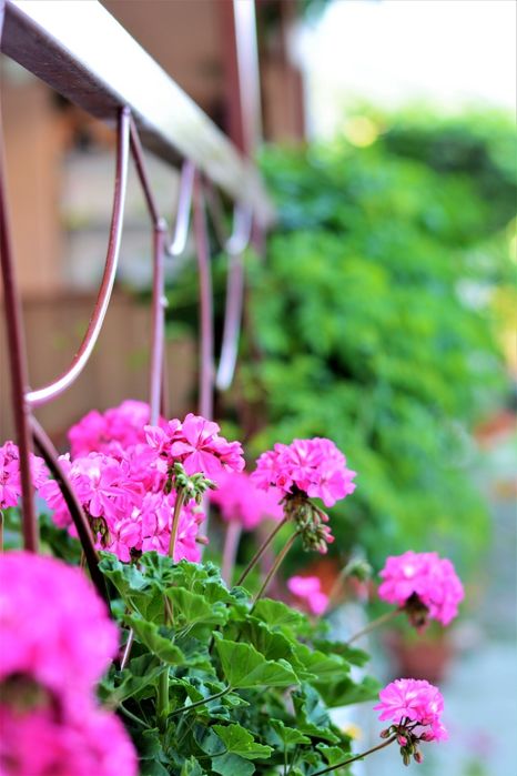 Cazare Casa Elena Călimănești Caciulata