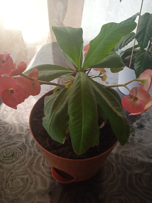 Домашние растения