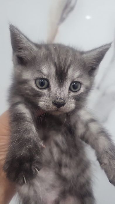 Продам  британцев котята британец