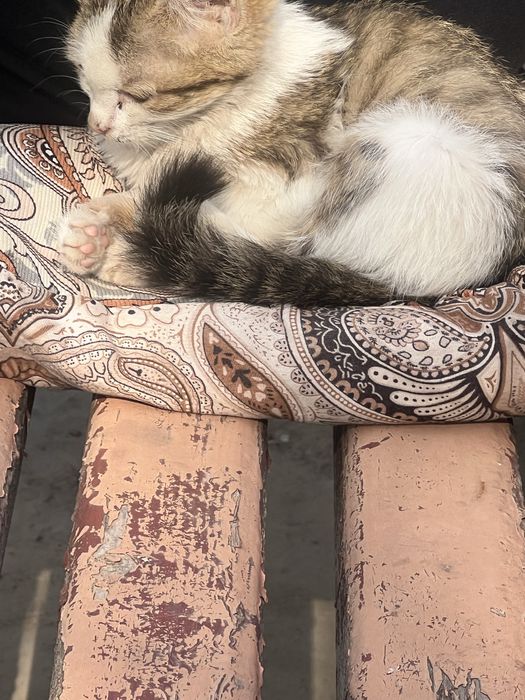 Мысық еркек кот мальчик в добрые руки