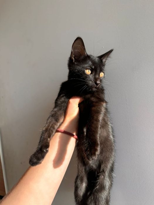 Отдам котят в хорошие руки