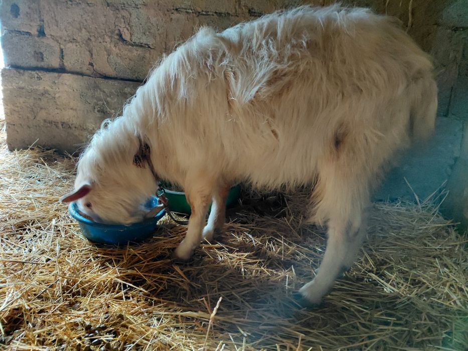 Теке Сатылады. Мм