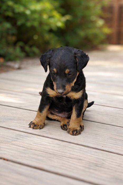 Немецкий Ягд терьер