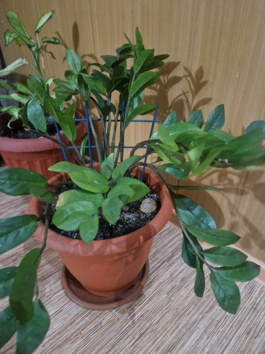 Комнатные растения