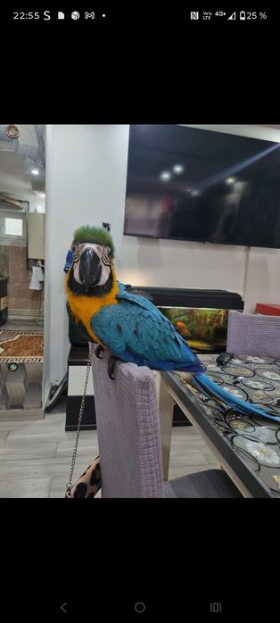 Papagal ara ararauna