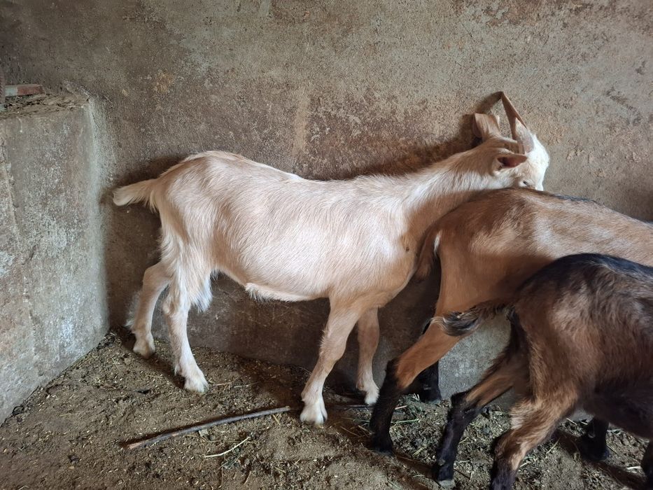 Țap Sannen își schimbă locația