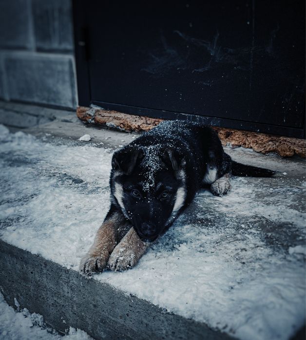 Овчарка девочка 3.5 месяц