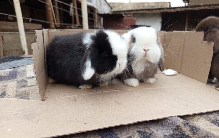 Карликовые кролики