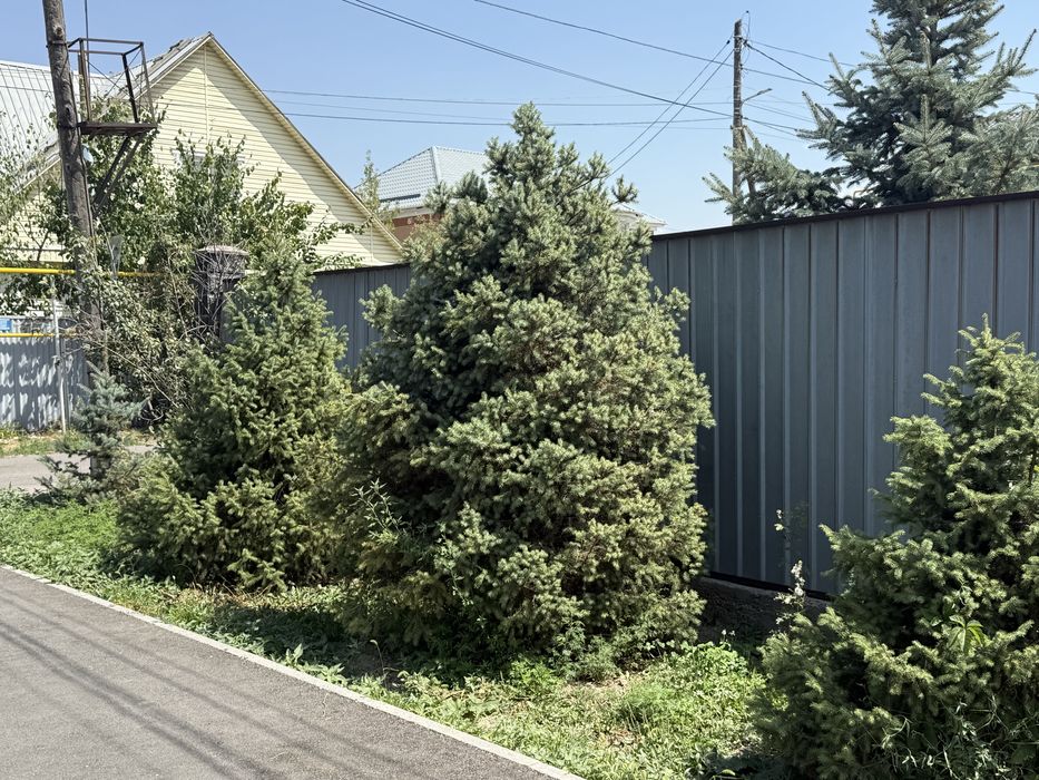 Продам голубую ель