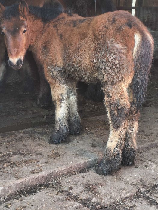 Mânz greu de vânzare