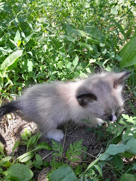 Отдаю котёнка бесплатно