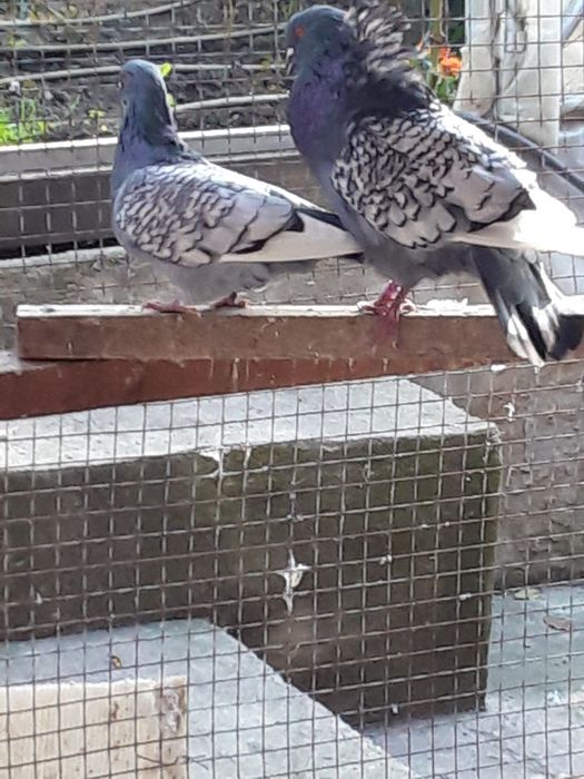 Vand porumbei Lux Polonez