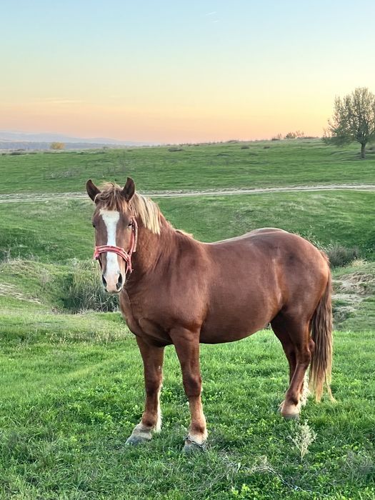 Vand armasar  de 3 ani