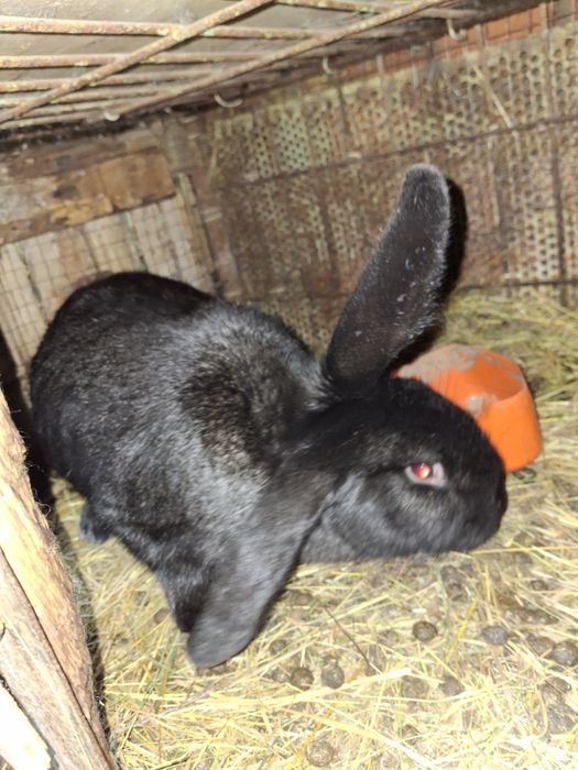 Продам кроликов разных возрастов.