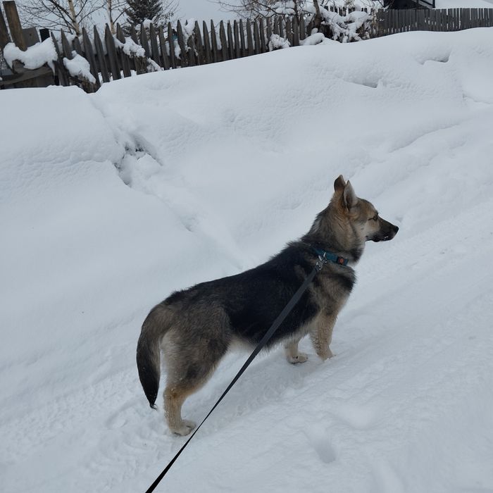 Эксклюзивный пес