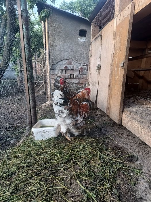 Cocoși brahma porțelan de vanzare