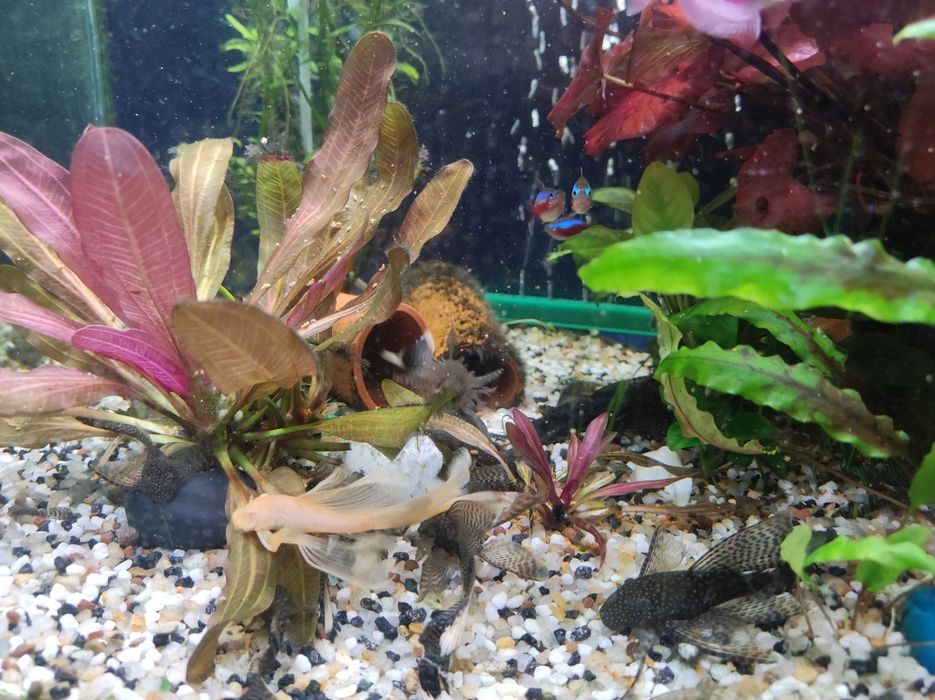 Сомы Анциструсы Вуалехвосты