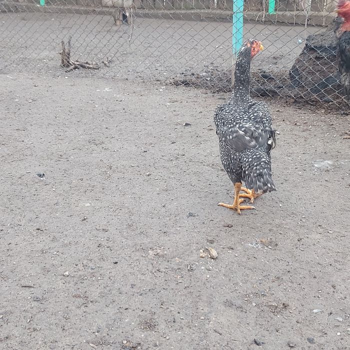 Курочка фазан 2год крупный