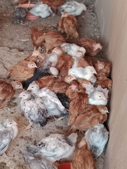 Vând pui rasă mixta