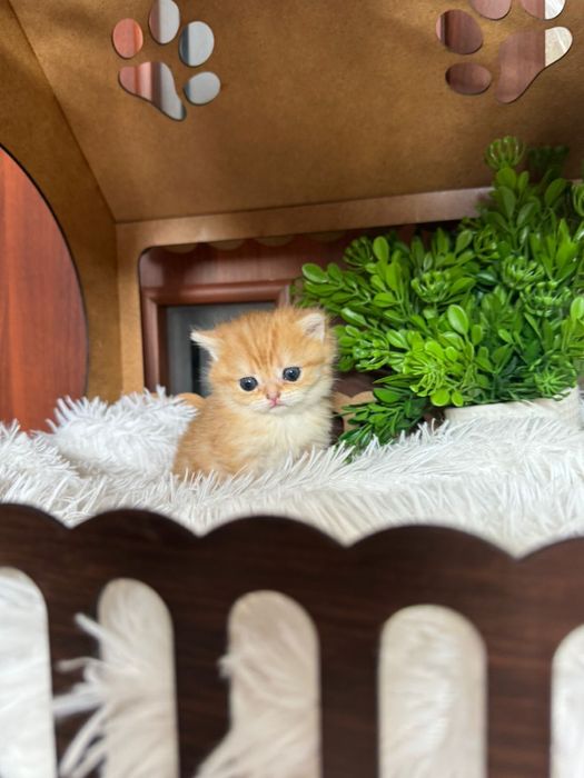 Лялечки шиншилкии золотинки